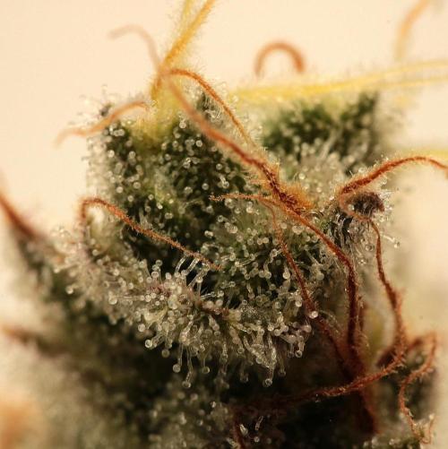 Frühlingsglocken. Week 15 - Trichome check topbud 