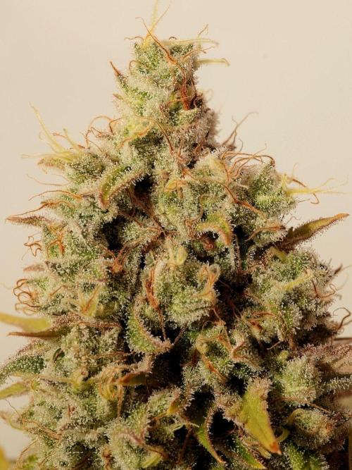 Frühlingsglocken. Week 15 - Topbud Amnesia 