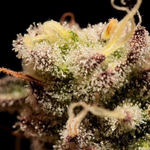 Frühlingsglocken. Week 15 - Trichome Mimosa linker bud 
