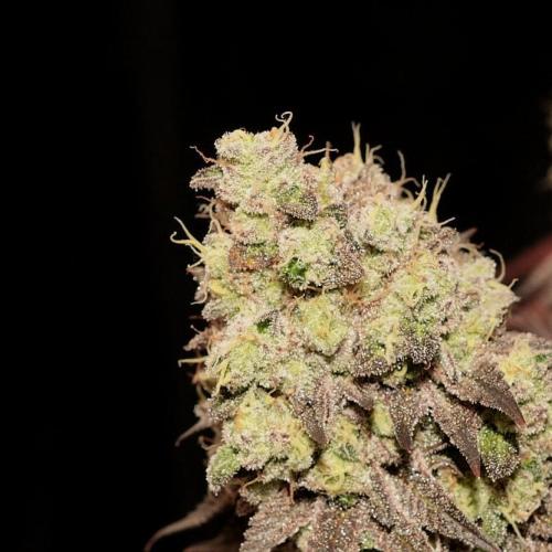 Frühlingsglocken. Week 15 - Linker bud 