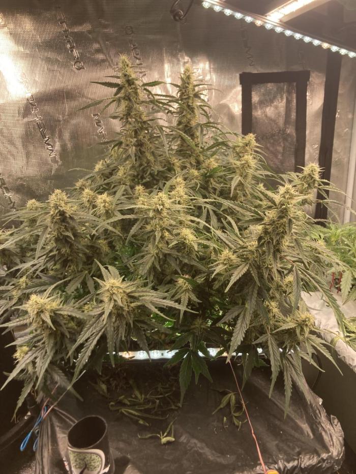 Firstone. Week 5 - Getting big