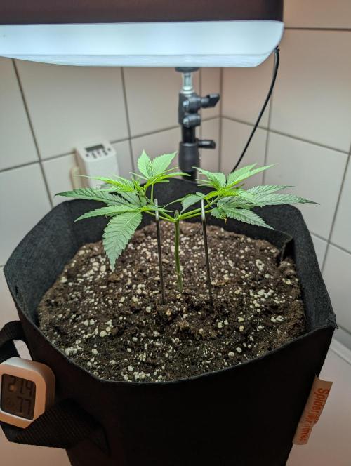 Gorilla Cookies FF X unknown. Week 1