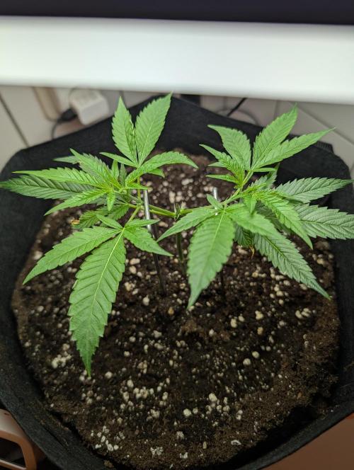 Gorilla Cookies FF X unknown. Week 1