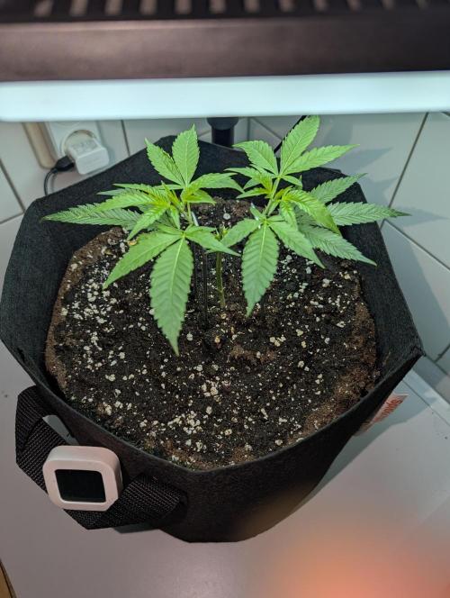 Gorilla Cookies FF X unknown. Week 1