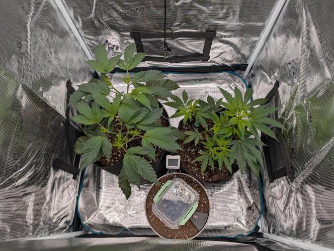 Gorilla Cookies FF X unknown. Week 3
