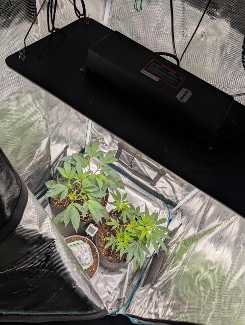 Gorilla Cookies FF X unknown. Week 3