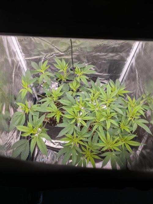 Gorilla Cookies FF X unknown. Week 4