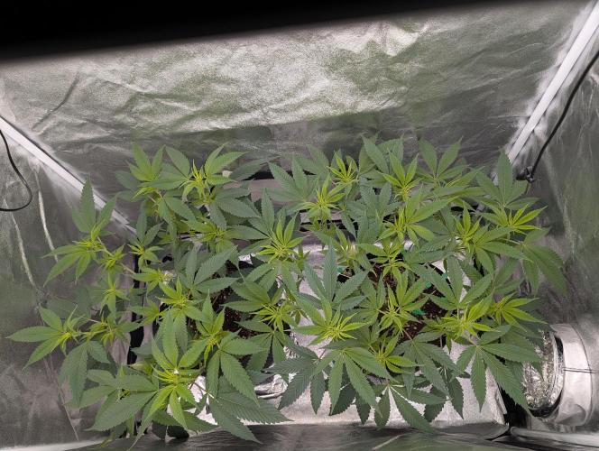 Gorilla Cookies FF X unknown. Week 4