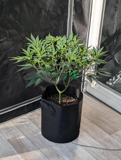 Gorilla Cookies FF X unknown. Week 4