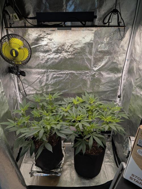 Gorilla Cookies FF X unknown. Week 4