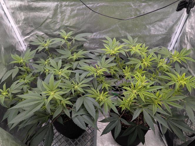 Gorilla Cookies FF X unknown. Week 4