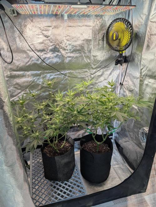 Gorilla Cookies FF X unknown. Week 7