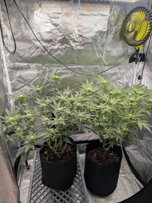 Gorilla Cookies FF X unknown. Week 7
