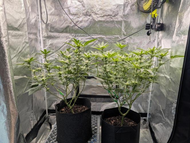 Gorilla Cookies FF X unknown. Week 7