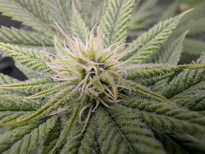Gorilla Cookies FF X unknown. Week 7