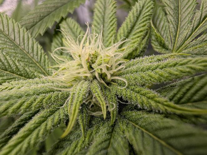 Gorilla Cookies FF X unknown. Week 7