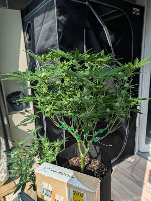 Gorilla Cookies FF X unknown. Week 7