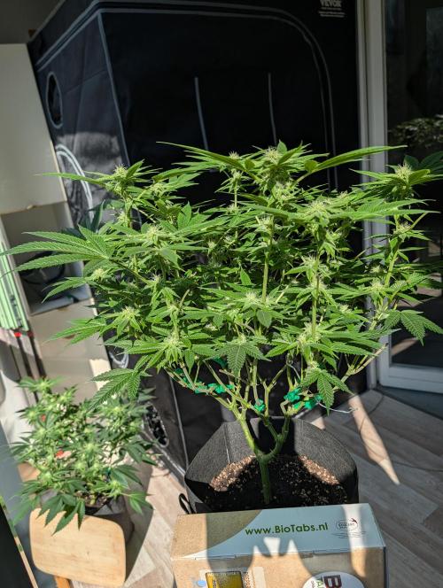 Gorilla Cookies FF X unknown. Week 7
