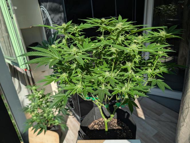 Gorilla Cookies FF X unknown. Week 7