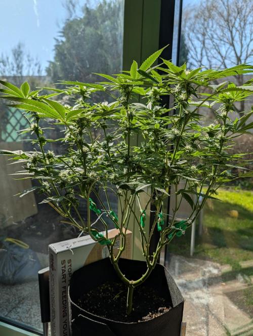 Gorilla Cookies FF X unknown. Week 7