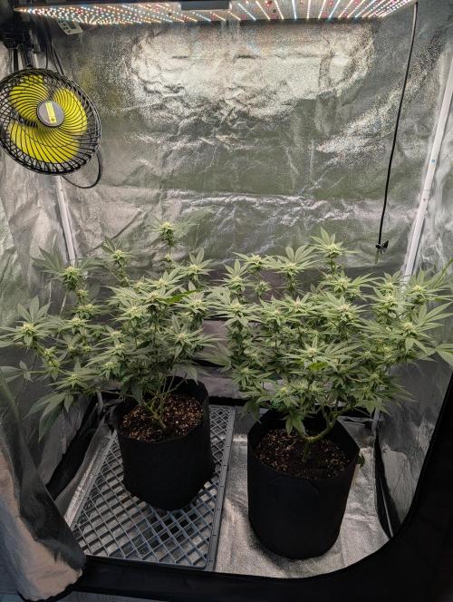 Gorilla Cookies FF X unknown. Week 8