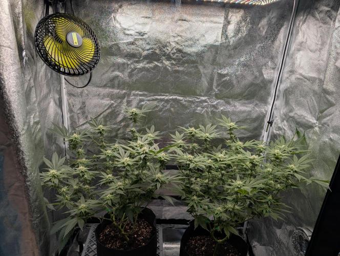Gorilla Cookies FF X unknown. Week 8