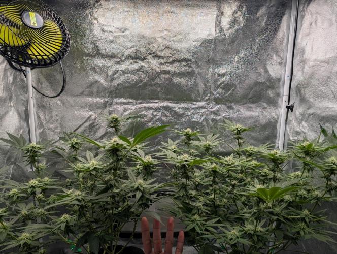 Gorilla Cookies FF X unknown. Week 8
