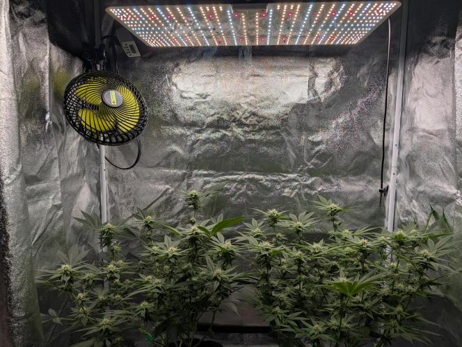 Gorilla Cookies FF X unknown. Week 8