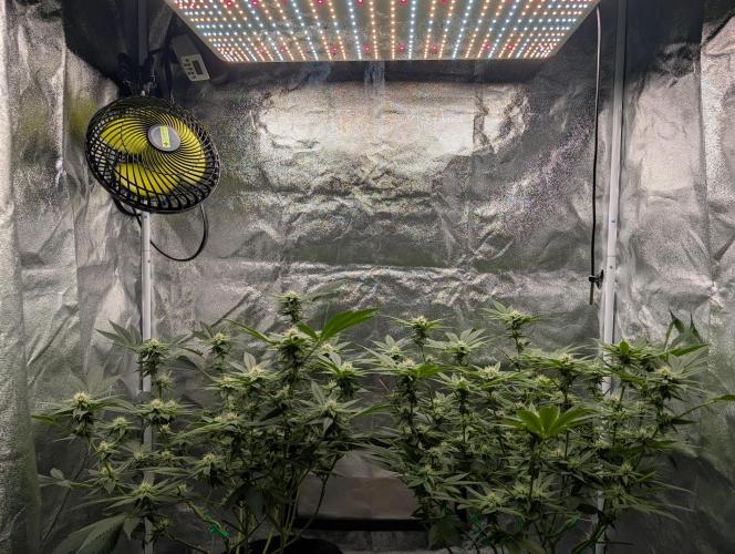 Gorilla Cookies FF X unknown. Week 8