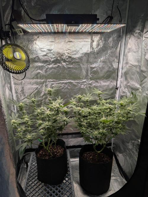 Gorilla Cookies FF X unknown. Week 8