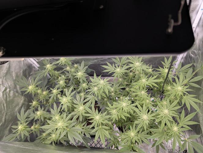 Gorilla Cookies FF X unknown. Week 8