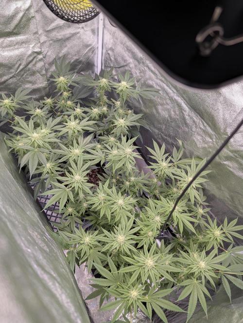 Gorilla Cookies FF X unknown. Week 8