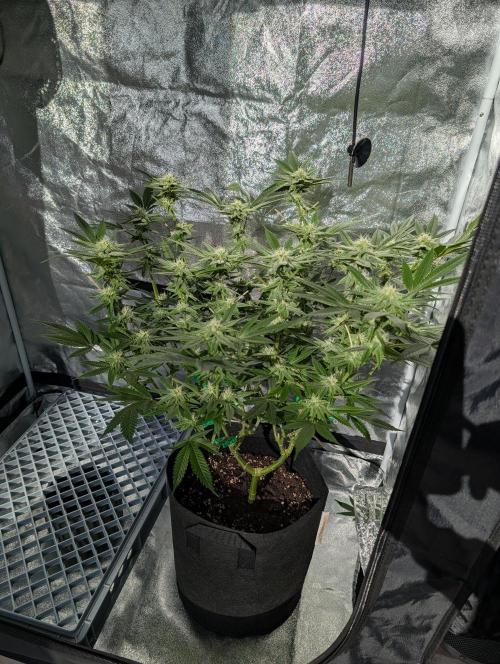 Gorilla Cookies FF X unknown. Week 8