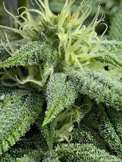 Gorilla Cookies FF X unknown. Week 8
