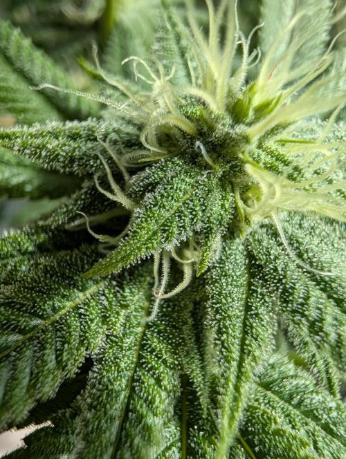 Gorilla Cookies FF X unknown. Week 8