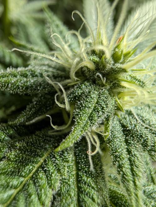 Gorilla Cookies FF X unknown. Week 8
