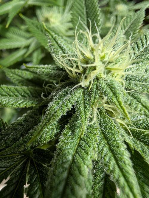 Gorilla Cookies FF X unknown. Week 8