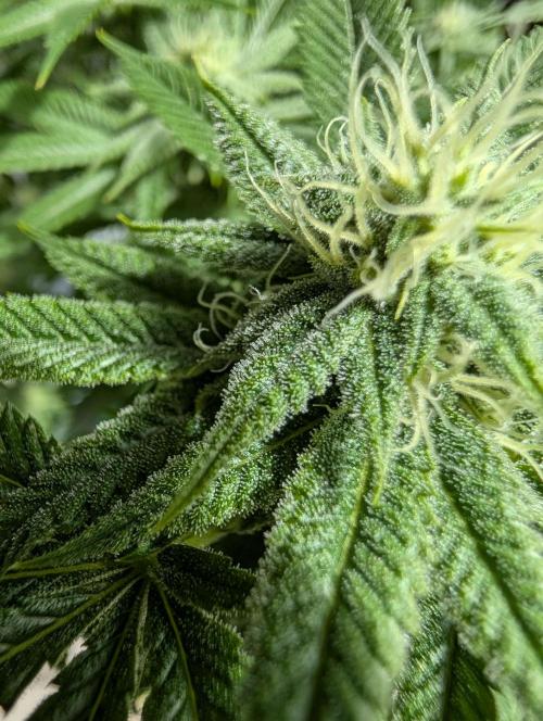 Gorilla Cookies FF X unknown. Week 8