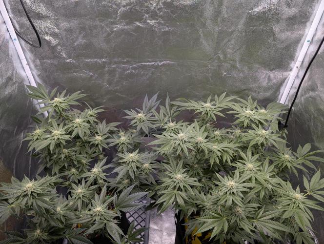 Gorilla Cookies FF X unknown. Week 8