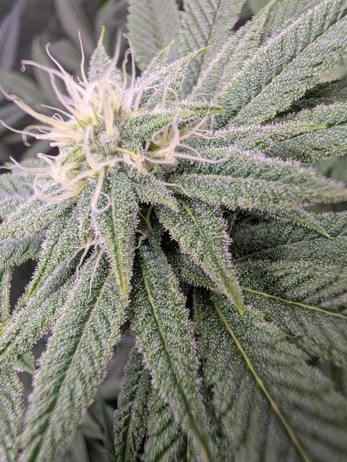 Gorilla Cookies FF X unknown. Week 8 - Day 33