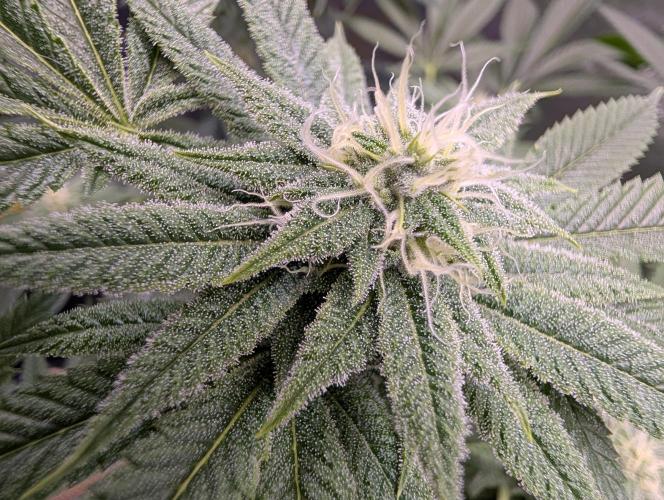 Gorilla Cookies FF X unknown. Week 8 - Day 33