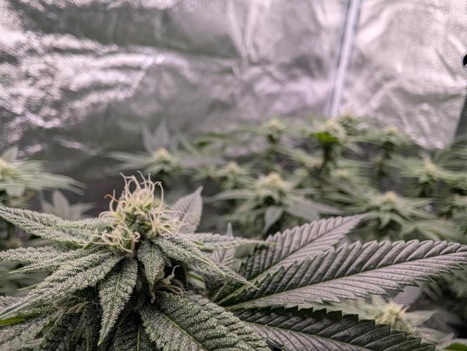 Gorilla Cookies FF X unknown. Week 8 - Day 33