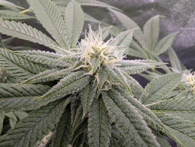 Gorilla Cookies FF X unknown. Week 8 - Day 33
