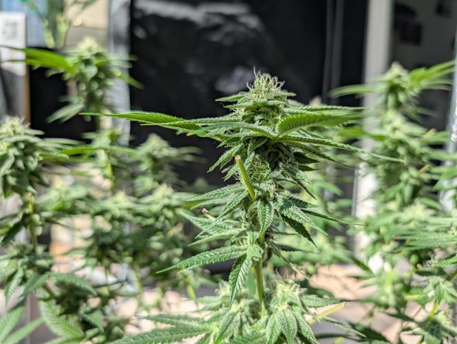 Gorilla Cookies FF X unknown. Week 9