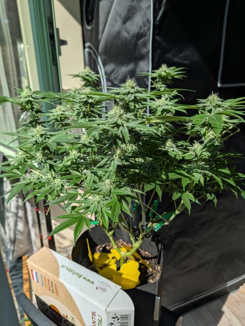 Gorilla Cookies FF X unknown. Week 9