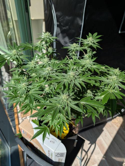 Gorilla Cookies FF X unknown. Week 9