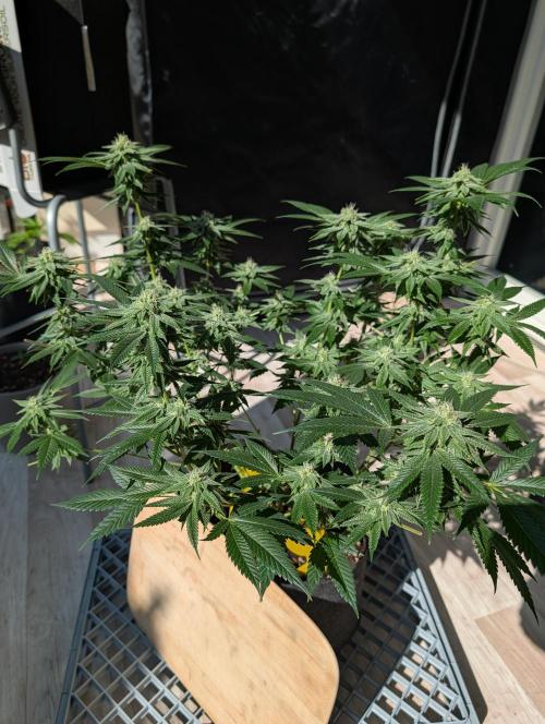 Gorilla Cookies FF X unknown. Week 9