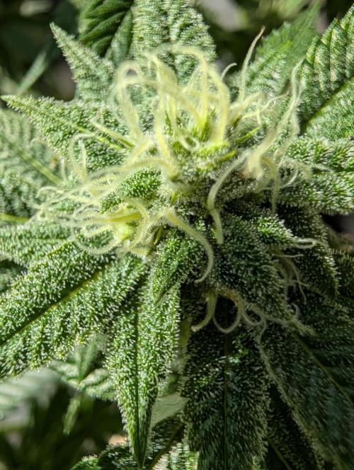 Gorilla Cookies FF X unknown. Week 9