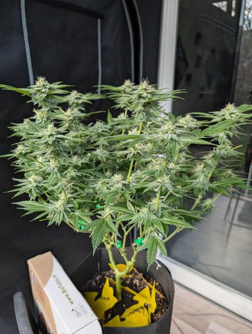 Gorilla Cookies FF X unknown. Week 9