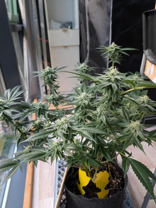Gorilla Cookies FF X unknown. Week 9